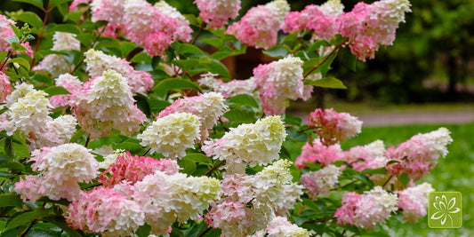 Hydrangeas Are Happier If You Do These 5 Things - Georgina Garden Centre