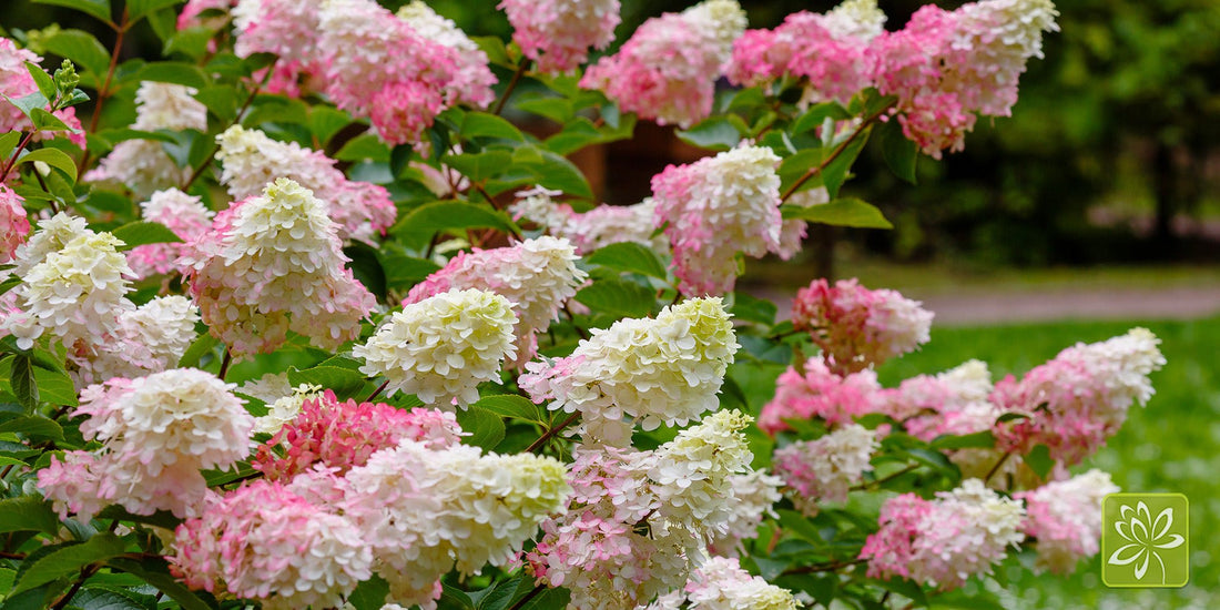Hydrangeas Are Happier If You Do These 5 Things - Georgina Garden Centre