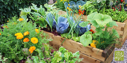 Your Veggies Need Friends: A Guide to Companion Planting - Georgina Garden Centre