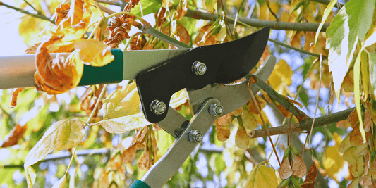 Don’t Be a Hack Job: Smart Pruning Tips for Georgina's Gardeners - Georgina Garden Centre