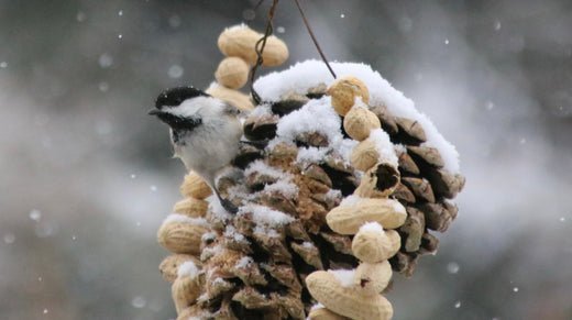Snowflakes and Songbirds: How to Help Birds Thrive in Winter - Georgina Garden Centre