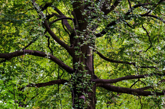 Black Walnut Trees: The Frenemies of the Garden World - Georgina Garden Centre