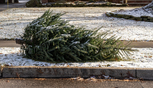 The Afterlife of a Christmas Tree: 10 Ways to Reuse and Recycle - Georgina Garden Centre
