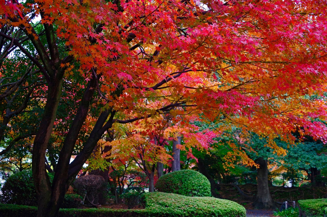 Fall in Love with Colour: The Best Trees to Plant Now for a Stunning Autumn Display - Georgina Garden Centre