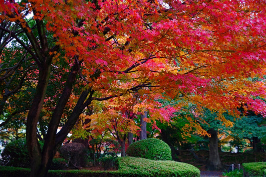 Fall in Love with Colour: The Best Trees to Plant Now for a Stunning Autumn Display - Georgina Garden Centre