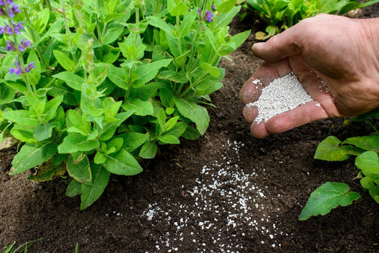 What’s the Best Fertilizer for Shrubs? A Guide for Georgina's Gardeners - Georgina Garden Centre