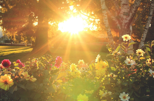 Your Ultimate Guide to Full-Sun Gardening in Georgina - Georgina Garden Centre