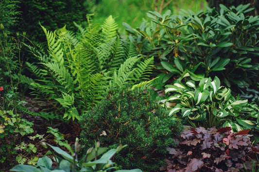 The Ultimate Guide to Shade Gardening for Georgina - Georgina Garden Centre