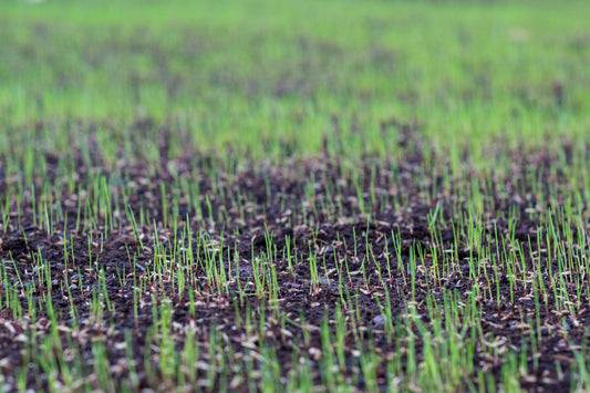 Which Grass Seed Is Right for Your Lawn? Explore Our Four Premium Blends - Georgina Garden Centre