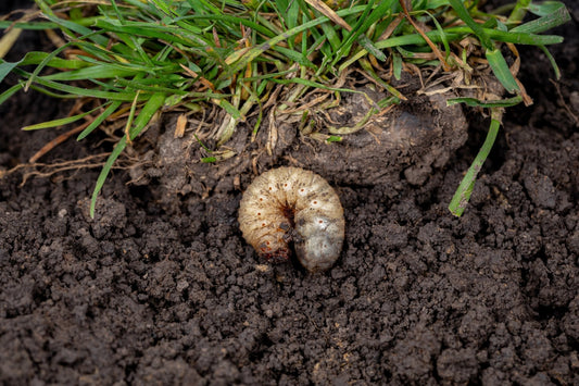 Dead Patches? Skunks Digging? It’s Time for Lawn Guardian Nematodes - Georgina Garden Centre