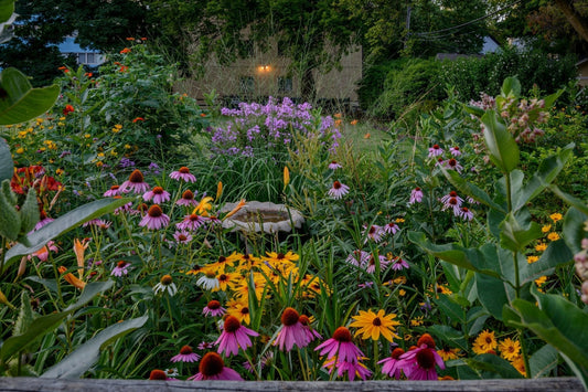 Hot and Bothered but Thriving: Perennials That Actually Like the Heat - Georgina Garden Centre