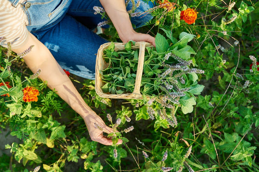 Backyard Remedies: The Best Medicinal Plants for Georgina Home Gardens - Georgina Garden Centre