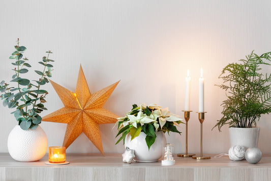 How to Keep Your Holiday Plants Alive and Thriving This Season - Georgina Garden Centre