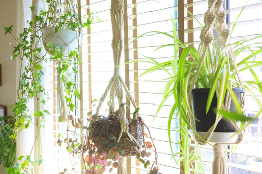Air-Cleansing Houseplants: The Natural Way to a Fresher Home - Georgina Garden Centre