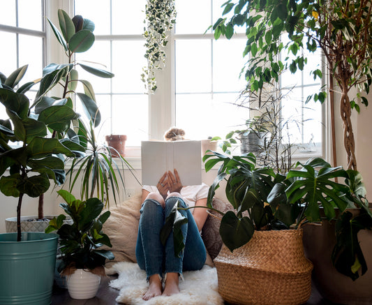 From Sun to Sofa: How Your Houseplants Adjust to Indoor Life (Without the Winter Blues) - Georgina Garden Centre