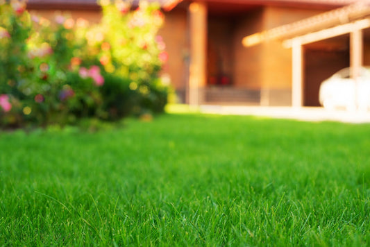 Topdressing and Overseeding: Your Lawn’s Ticket to Street Envy - Georgina Garden Centre