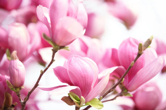 Add Spring Colour to Your Garden with These Hardy Blooming Shrubs - Georgina Garden Centre