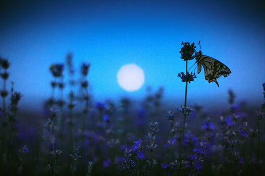 What the Plants Are Up To While You Sleep - Georgina Garden Centre