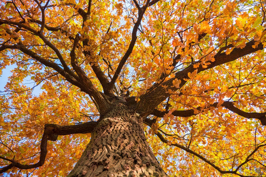 Trees: So Much More Than Just Standing There Looking Pretty - Georgina Garden Centre