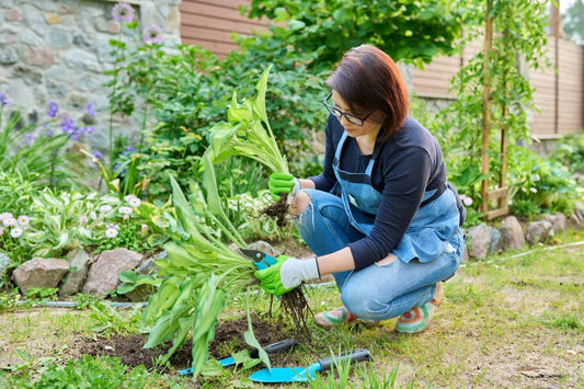 Divide Perennials Like a Pro (Without Killing Them or Your Back) - Georgina Garden Centre