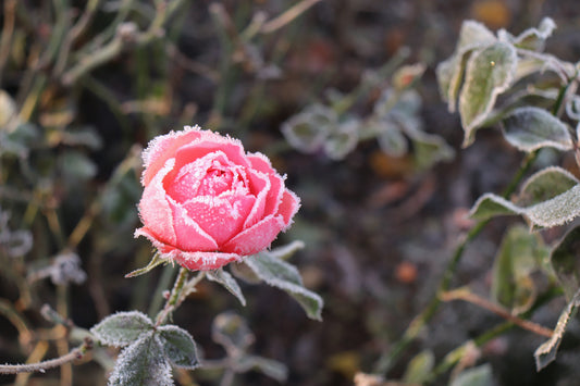 Cozy Up Your Roses for Winter: Easy Steps to Help Them Thrive in Georgina - Georgina Garden Centre