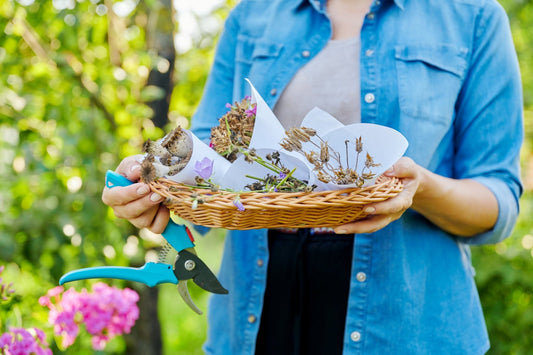 Seed Saving 101: Harvesting Future Gardens - Georgina Garden Centre