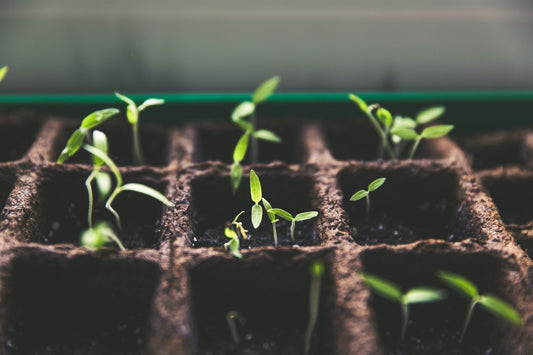 Starting Seeds Indoors: Give Your Garden a Head Start - Georgina Garden Centre
