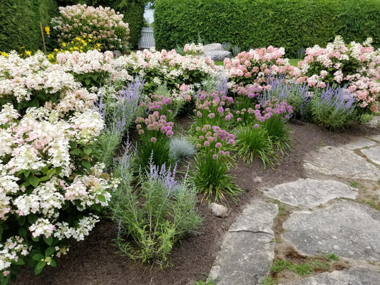 Garden Colour Theory 101: How to Use Colour Like a Pro in Your Garden - Georgina Garden Centre