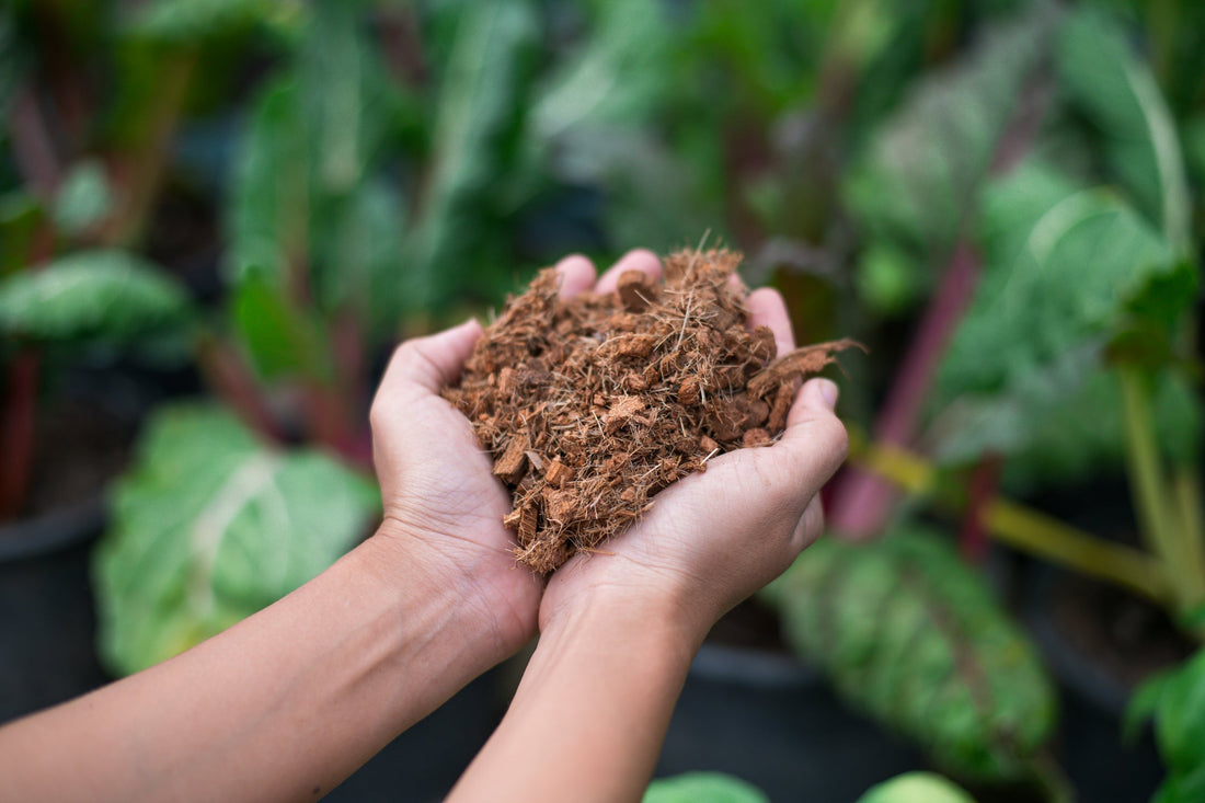 A Vegetable Gardening Masterclass Part 4: Sow, Grow, Harvest - Georgina Garden Centre