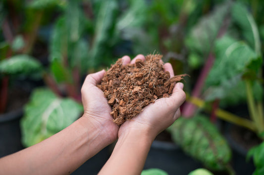 A Vegetable Gardening Masterclass Part 4: Sow, Grow, Harvest - Georgina Garden Centre