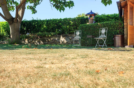 Why Your Lawn Looks Dead (But Isn’t): Surviving the Summer Sizzle in Georgina - Georgina Garden Centre