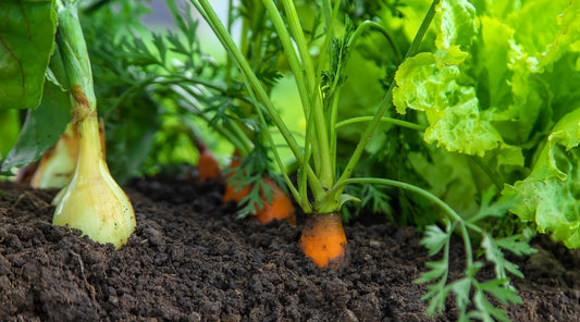 Garden Gossip: Which Plants Love (or Hate) Each Other? - Georgina Garden Centre