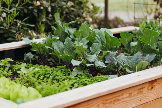 Frost? No Problem! Growing Cold Crops Georgina - Georgina Garden Centre