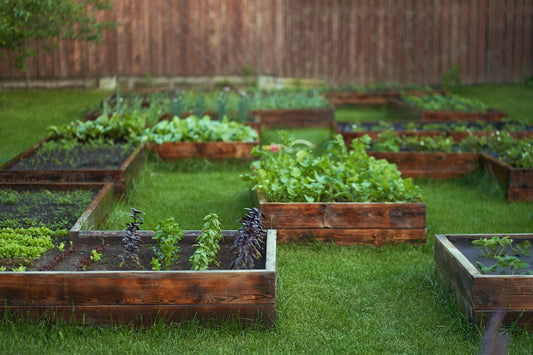 A Vegetable Gardening Masterclass Part 1: Sow, Grow, Harvest - Georgina Garden Centre