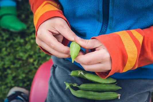 A Vegetable Gardening Masterclass Part 6: Sow, Grow, Harvest - Georgina Garden Centre