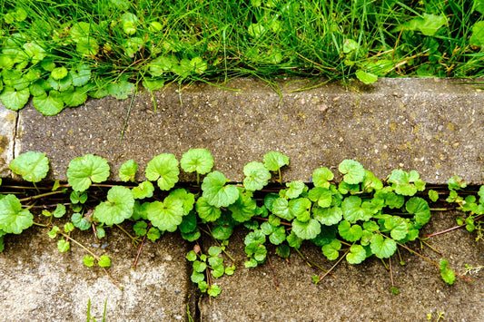 Crabgrass, Dandelions, and Creeping Charlie: A Gardener’s Guide to Ontario’s Worst Weeds - Georgina Garden Centre