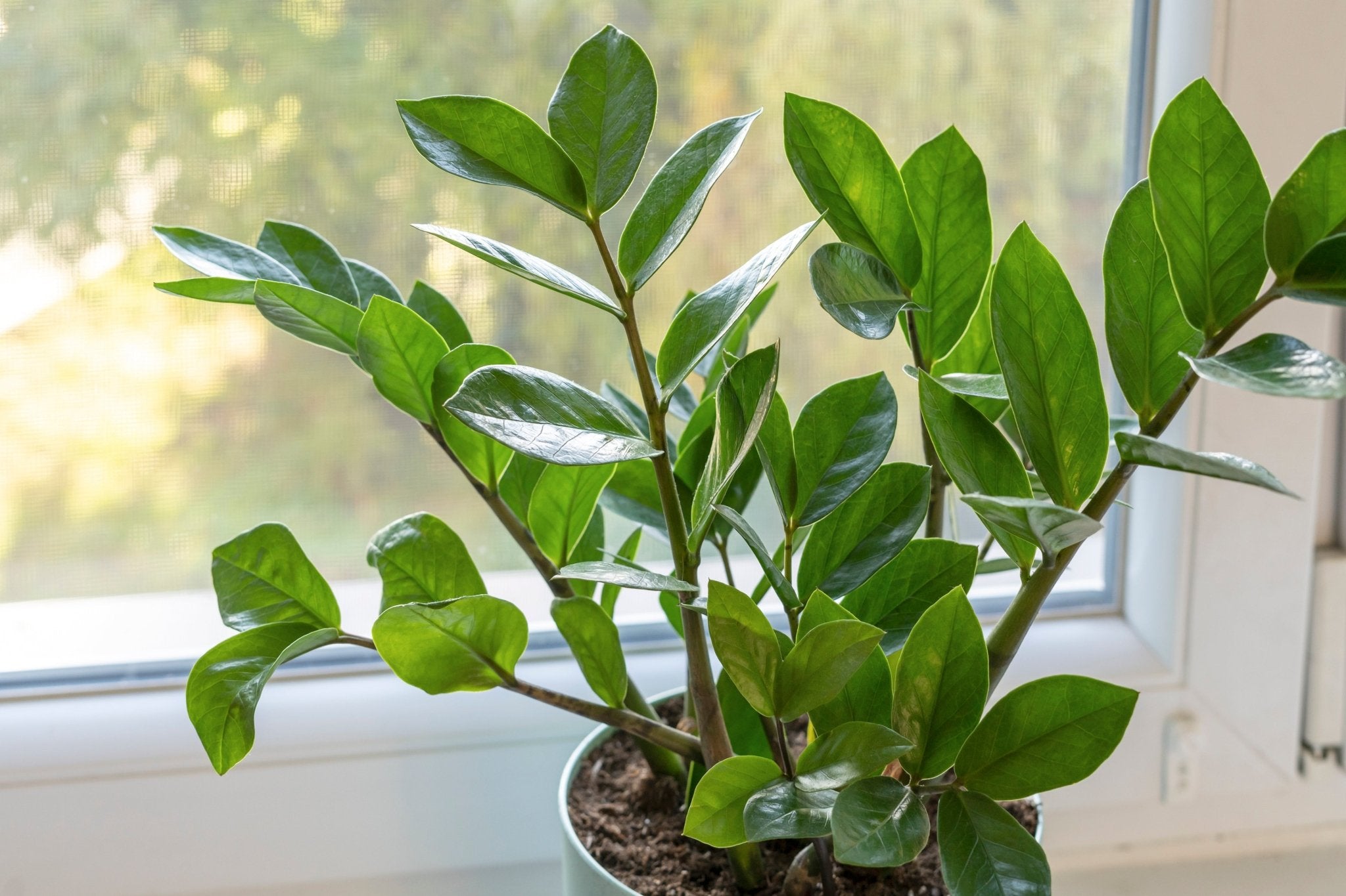 ZZ Plant Care Guide  Georgina Garden Centre