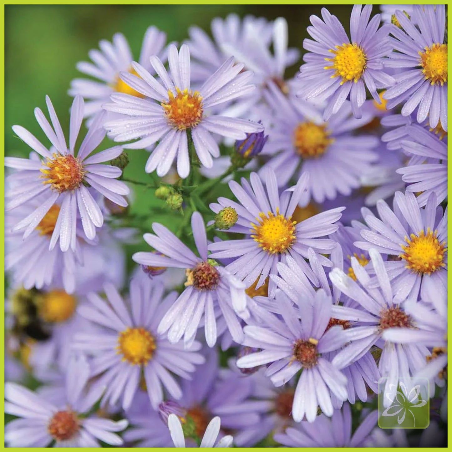 Bluebird Smooth Aster - Georgina Garden Centre