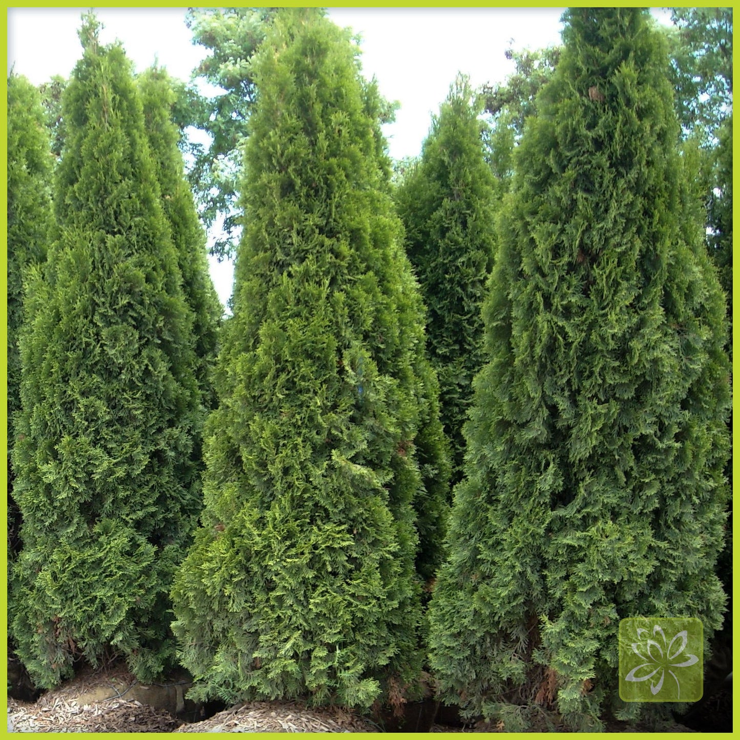Cedar Emerald - Georgina Garden Centre