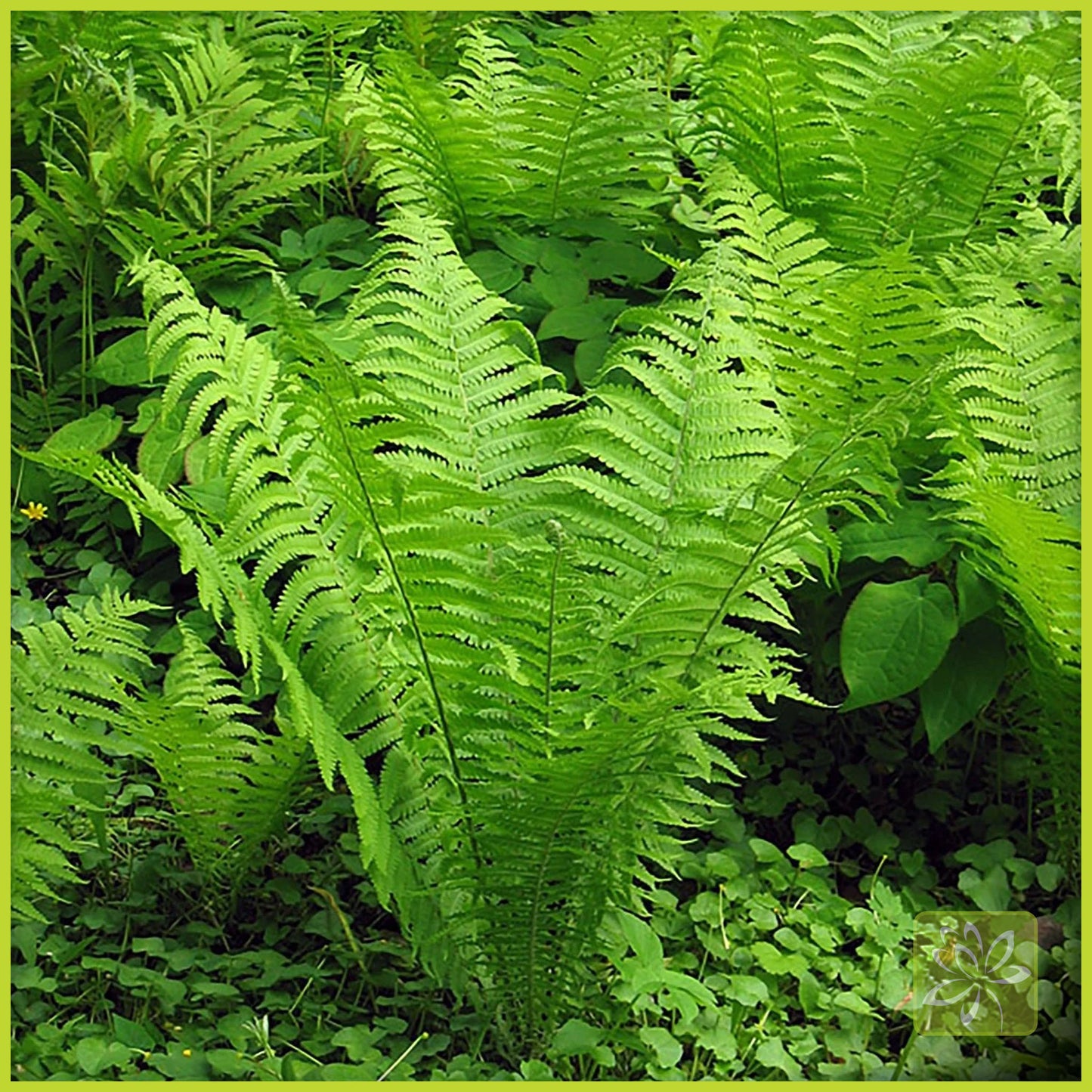 Fern Ostrich - Georgina Garden Centre
