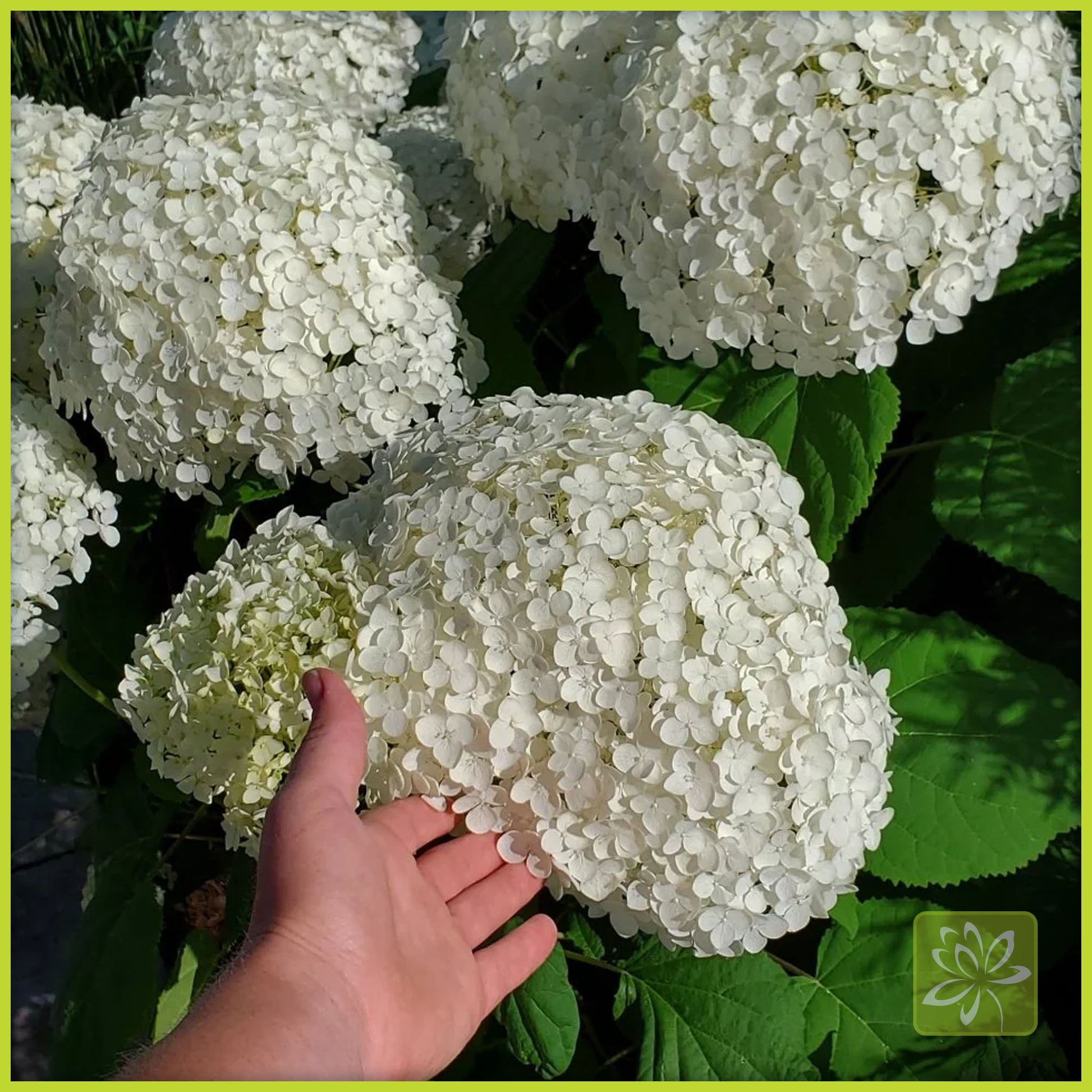 Hydrangea Annabelle - Georgina Garden Centre