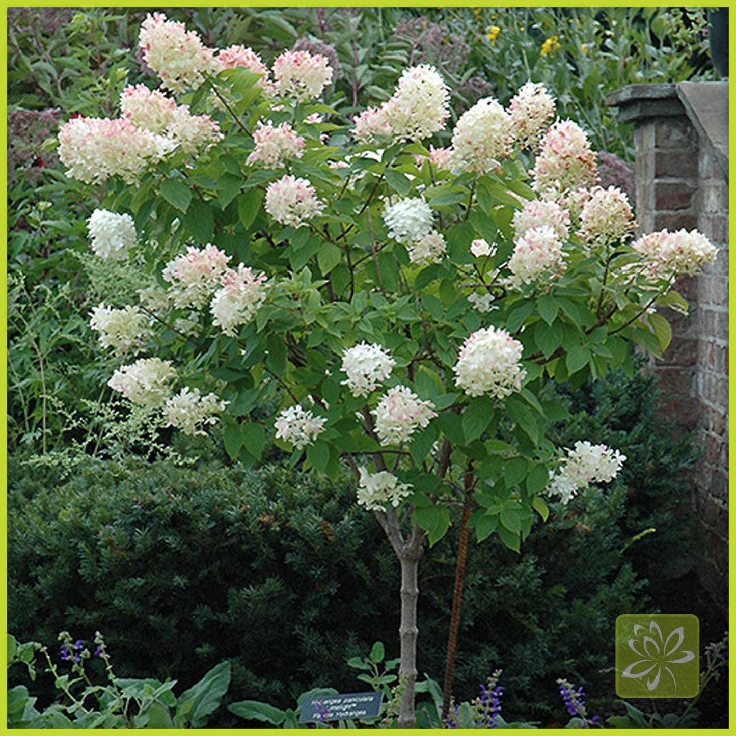 Hydrangea Limelight Standard (Tree form) - Georgina Garden Centre