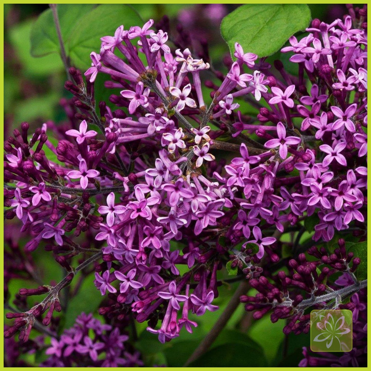 Lilac Bloomerang Standard - Georgina Garden Centre
