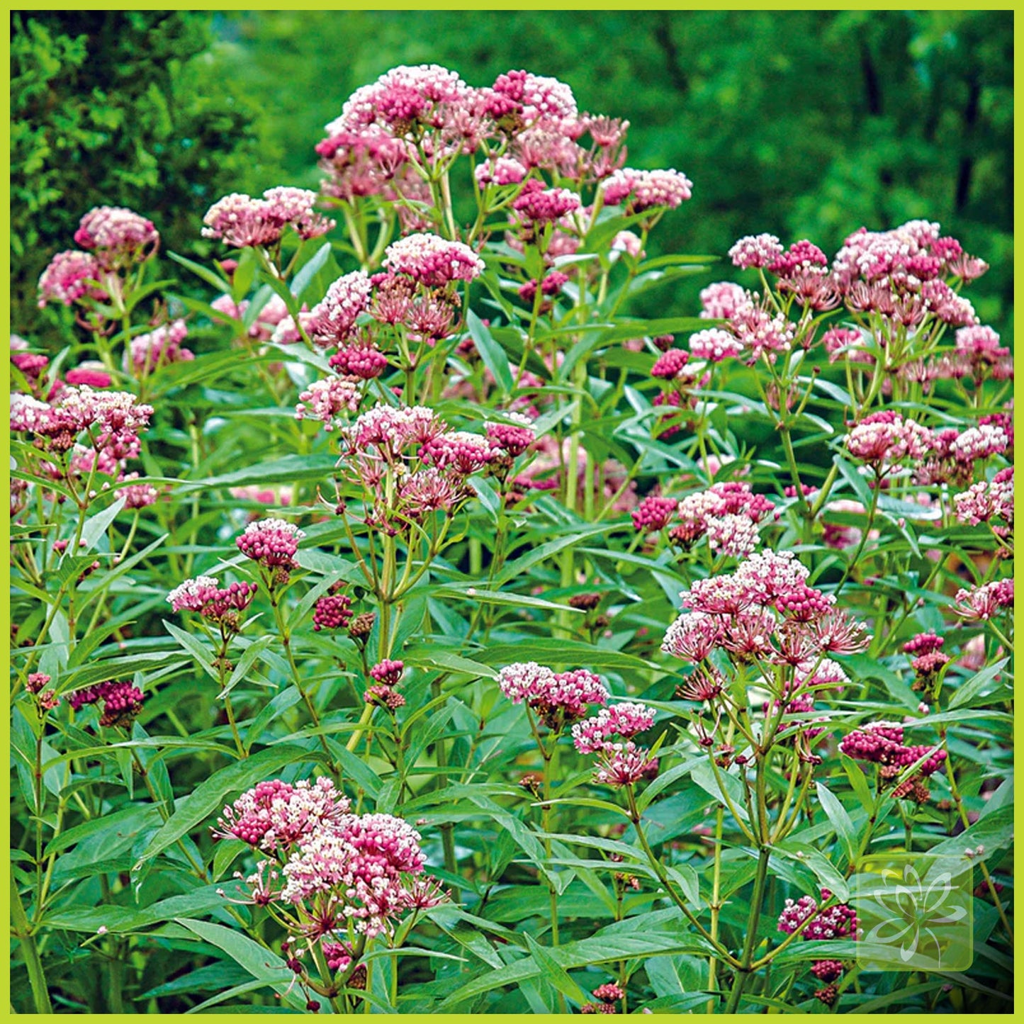 Milkweed Cinderella - Georgina Garden Centre