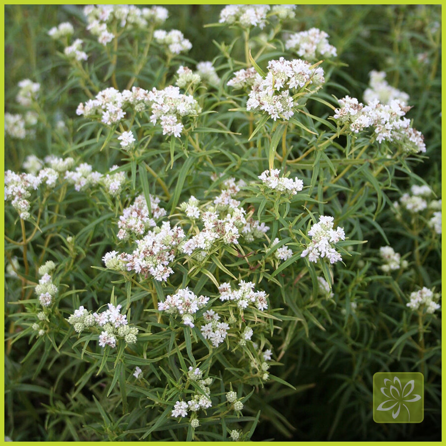 Narrowleaf Mountain Mint - Georgina Garden Centre