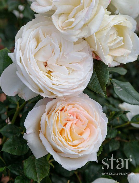 Top Cream Rose