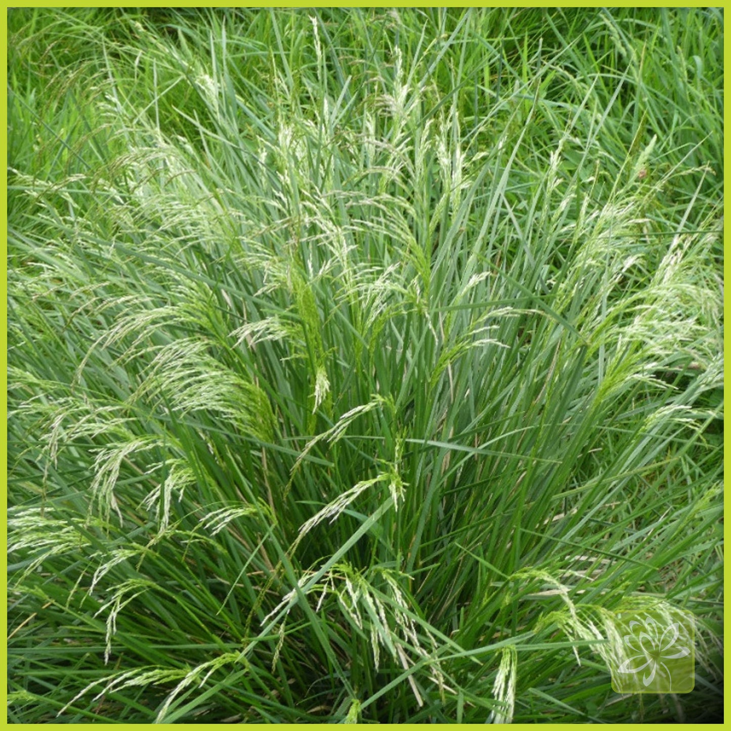 Tufted Hair Grass - Georgina Garden Centre