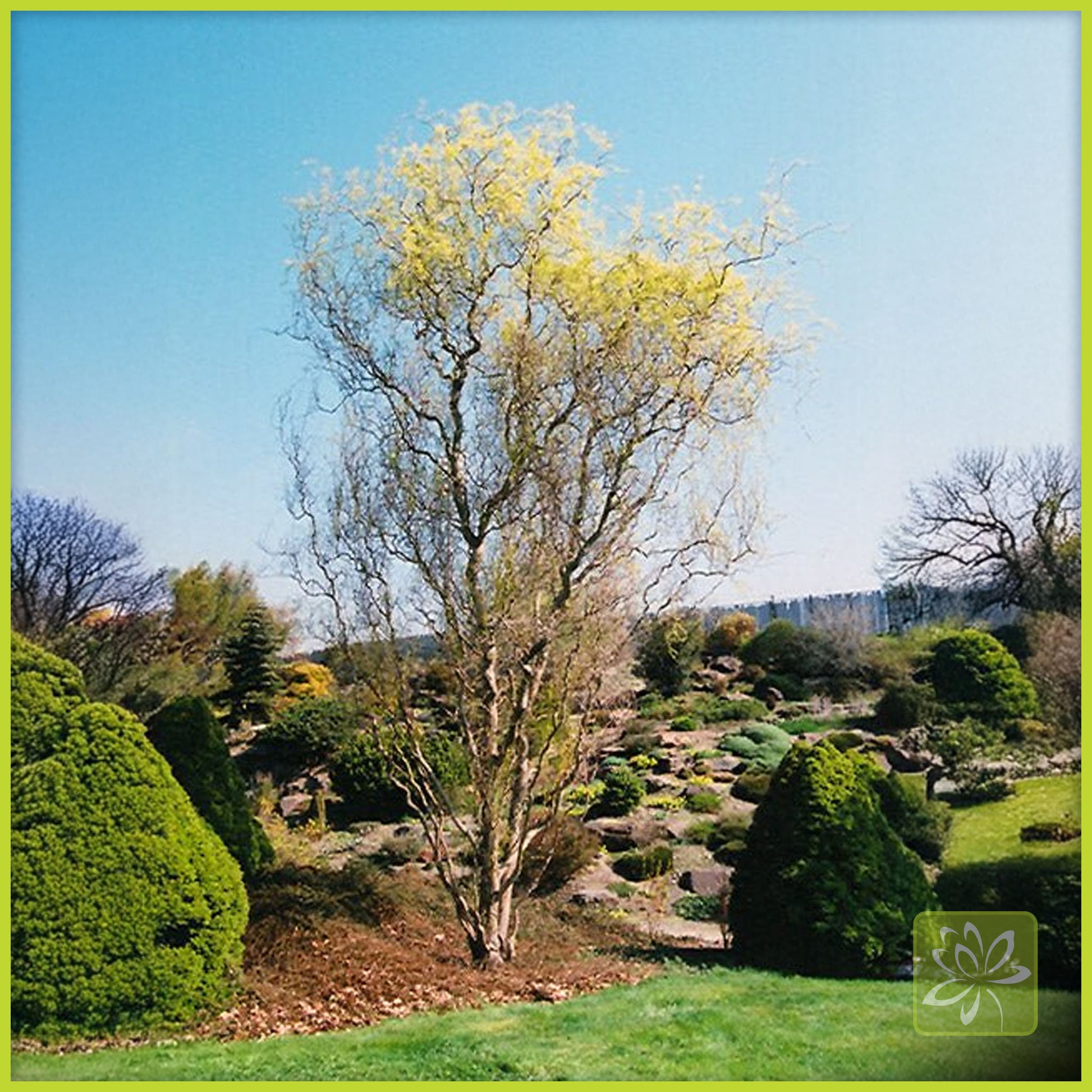 Willow Green Corkscrew - Georgina Garden Centre