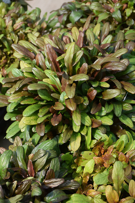 Ajuga Fancy Finch