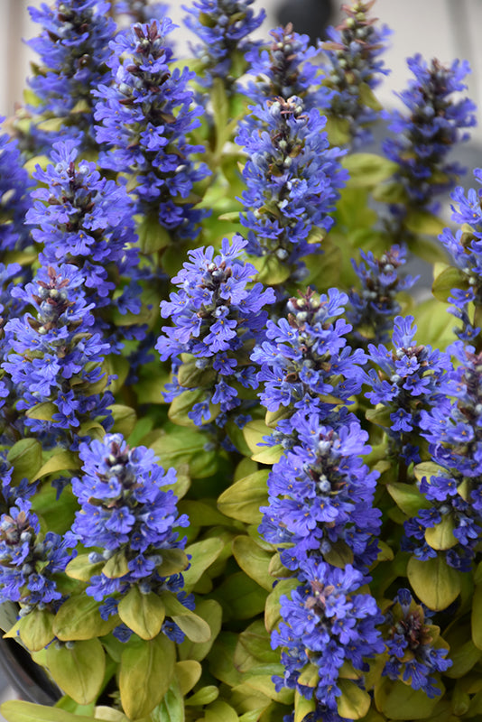 Ajuga Petite Parakeet
